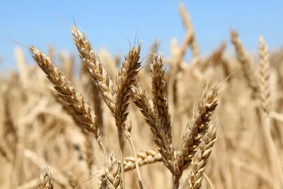 Картинки пшеницы