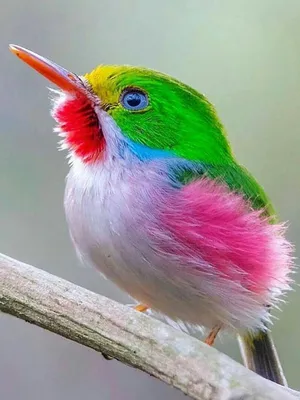 удивительные птички