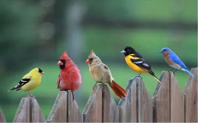 Семь оригинальных птичек в качестве домашних питомцев! | МанкиБлог | Дзен