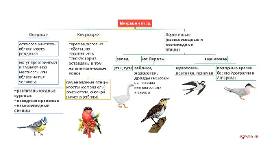 Охрана мест обитаний: с какими угрозами сталкиваются мигрирующие птицы -  08.10.2022, Sputnik Казахстан