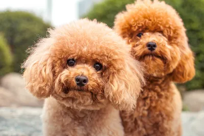 Пудель (Poodle) - элегантная, гордая, умная порода собак. Фото пуделя,  описание породы, цены, отзывы владельцев