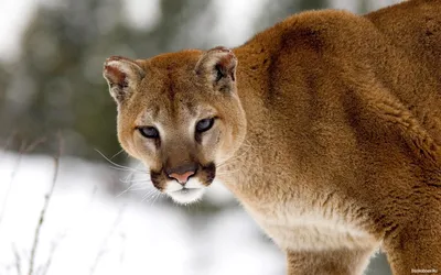 Пума (Felis (Puma) concolor) — Зоопарк «Лимпопо» г. Нижний Новгород –  Нижегородский зоопарк