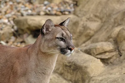 Пума (Felis (Puma) concolor) — Зоопарк «Лимпопо» г. Нижний Новгород –  Нижегородский зоопарк