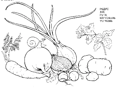 Раскраски Овощи - детские раскраски распечатать бесплатно