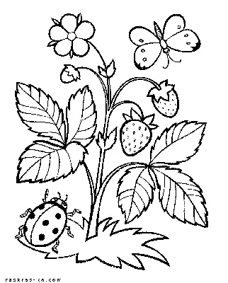 Раскраски Лето. Скачать и распечатать раскраски Лето | Summer coloring  pages, Insect coloring pages, Bug coloring pages