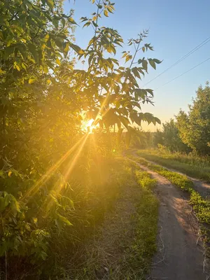 Рассвет в деревне | Пейзажи, Природа, Зеленые фоны