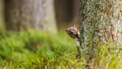 Какие животные и растения вошли в третье издание Красной книги Москвы