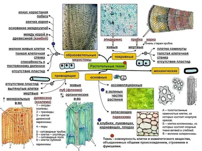 Ткани растений и животных | Биология на 5+ | Дзен