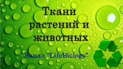 Безопасные растения для кошек и собак! Нужно знать! | Liodoro | Дзен