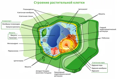 Рисунок охраняемые растения и животные - 74 фото