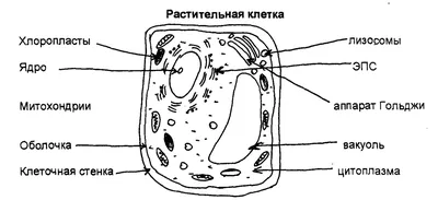 Растительные клетки — Википедия