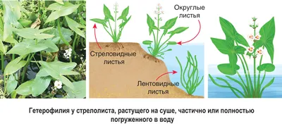 Опасные комнатные растения для животных