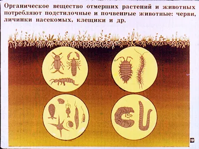 Токсичная красота: шесть комнатных растений, которые могут быть опасны для  домашних животных. Читайте на UKR.NET