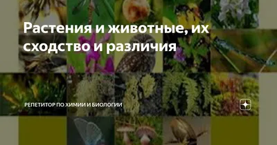 Смотреть диафильм Природные сообщества растений и животных