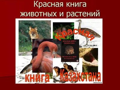 Редкие, исчезающие виды растений и животных как объекты правовой охраны –  тема научной статьи по философии, этике, религиоведению читайте бесплатно  текст научно-исследовательской работы в электронной библиотеке КиберЛенинка