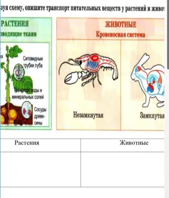 В Красную книгу Томской области внесут 10 редких видов растений и животных  | ОБЩЕСТВО | АиФ Томск