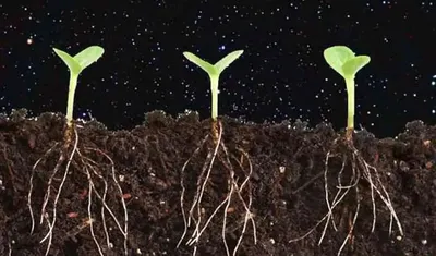Как ускорить рост растений: стимуляторы роста