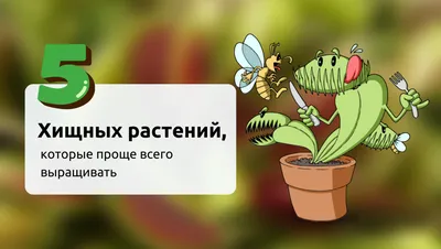 Травы‑убийцы: десять самых опасных растений Подольска - Обзоры - РИАМО в  Подольске