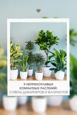 green #зеленый #aesthetic #эстетика #обои #plants #растения #wallpaper  #foundalighter | Зеленые растения, Растения, Стенды растений