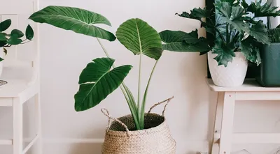 6 растений, которые увлажнят воздух в вашей квартире | ivd.ru