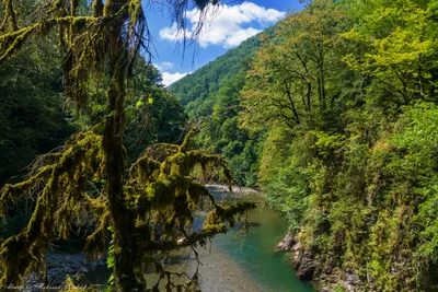 Река Киша Адыгея ЛагоНаки - фото, видео, карта, как добраться, экскурсия |  официальный сайт ARMOLA.ru