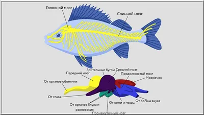 Список вредных видов рыбы, которую лучше не есть - 11 апреля 2021 -  Фонтанка.Ру