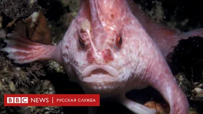 10 самых удивительных рыб - Телеканал «О!»