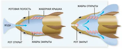 5 очень ядовитых рыб в мировом океане | Популярная наука | Дзен