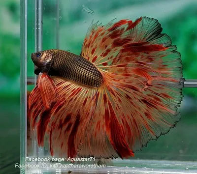 Рыбка петушок betta