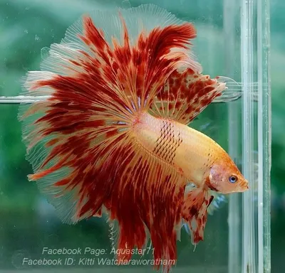 Особенности содержания бойцовых рыбок-петушков (Betta splendens)