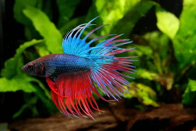 Особенности содержания бойцовых рыбок-петушков (Betta splendens)