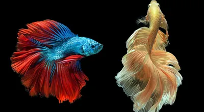 Аквариумная рыбка Петушок коронохвостый самец (Бойцовая рыбка) - Betta  splendens в Екатеринбурге - Интернет-магазин AlexAquaShop.ru