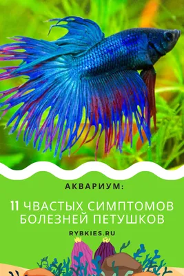 Петушки (лат. Betta) — род лабиринтовых рыб из семейства макроподовых |