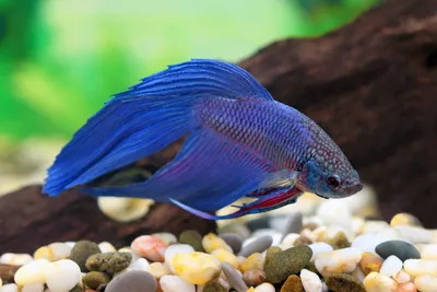 Особенности содержания бойцовых рыбок-петушков (Betta splendens)