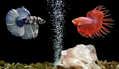 Betta fish breeding FOR 5 MINUTES! - YouTube