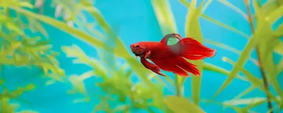 Петушок Красный Королевский Crown taill Betta - Рыбки - Nano Fish