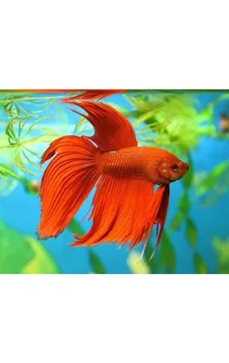 Редкие цвета у петушков betta splendens | Пикабу