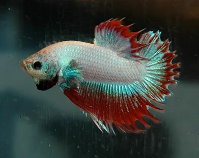 Особенности содержания бойцовых рыбок-петушков (Betta splendens)