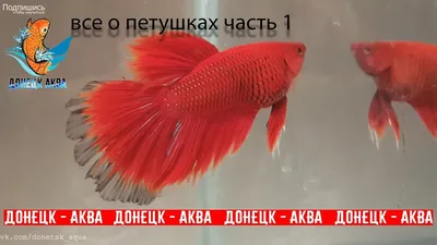 Полноценный корм для всех видов петушков Tetra Betta гранулы 5гр - «Первый  корм и единственный для моего петушка Betta Granules от Tetra» | отзывы