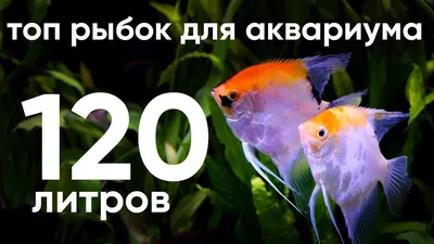 🥇74 р. – РЫБята золотая рыбка гранулы, основной корм для золотых рыбок 25  гр купить в Калининграде с доставкой 🐈 Интернет-зоомагазин «КАТИКО»