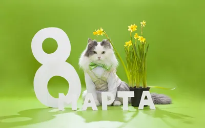 КОТЫ и ЦВЕТЫ к 8 МАРТА. По страницам котоальманаха \"Коты через века\".