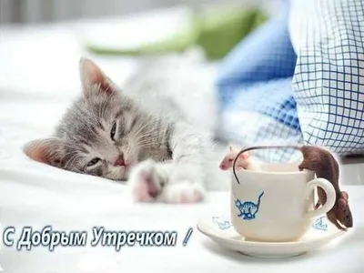 Доброе утро котик - Доброе утро добрые открытки