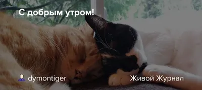 🐱 МИЛЫЕ КОТИКИ ХОТЯТ ПОЖЕЛАТЬ ВАМ ДОБРОГО УТРА 🐱САМОГО ДОБРОГО УТРЕЧКА  🐱ОТЛИЧНОГО ВСЕМ НАСТРОЕНИЯ 🐱 - YouTube