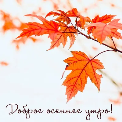 ОСЕННЯЯ ГРУСТЬ... 🍂🍂🍂А я тебя, Сентябрь, не забуду, Лишь прошепчу: «  Прощай,.. | ВКонтакте