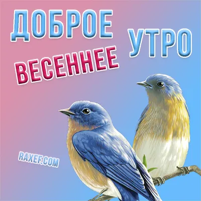 Доброе весеннее утро! - Доброе утро добрые открытки