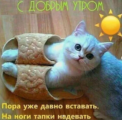 Картинки \"С Добрым Утром, Котик!\" (100+)