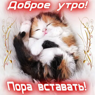 💗 КОТЯТА / ДОБРОГО УТРА / ДОБРОЕ УТРО / С ДОБРЫМ УТРОМ / ДОБРОГО УТРА  ЛЮБИМОЙ / ДОБРОЕ УТРО КАРТИНКИ - YouTube | Котята, Доброе утро, Картинки