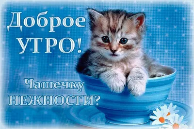 Кота с добрым утром прикольные - картинки и фото koshka.top