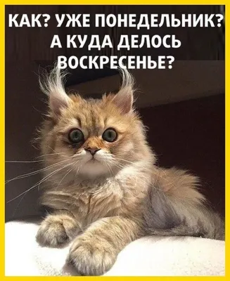 С добрым утром Анимация котята🐈 - YouTube