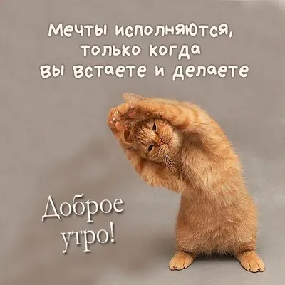 Картинки \"С Добрым Утром, Котик!\" (100+)